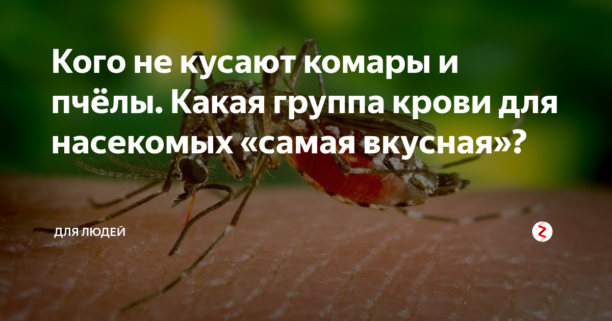 Выяснилось, какие люди для комаров самые «вкусные» | forpost