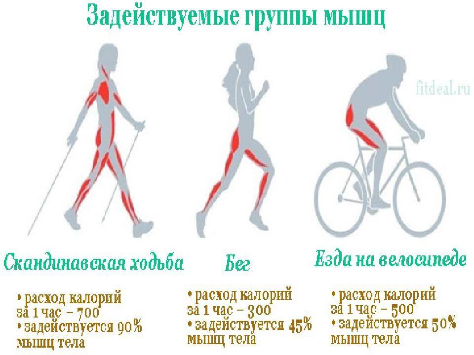Какие мышцы работают и качаются при беге, как они задействованы - ответы от fitnessera.ru