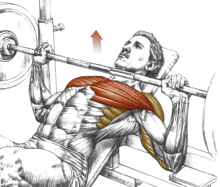 Верхние грудные мышцы: как накачать дома/зале? 10 упражнений для груди (фото + видео)