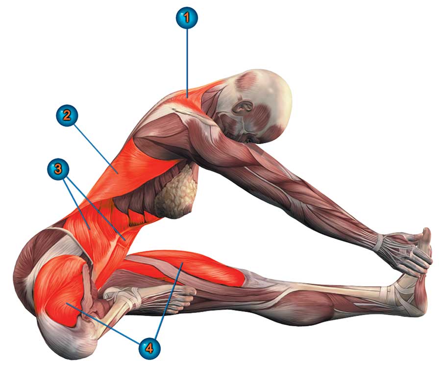 Какие мышцы работают при беге — подробный разбор анатомии ног