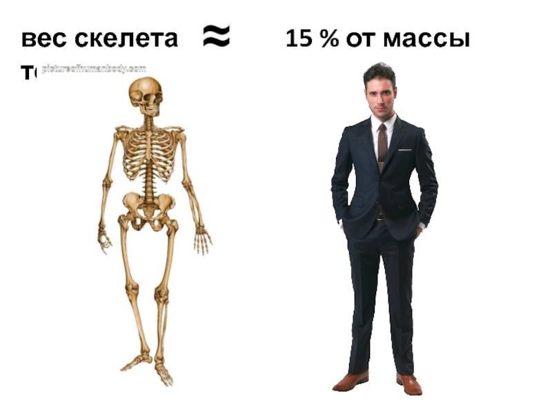Тяжелая кость : сколько на самом деле весил скелет человека