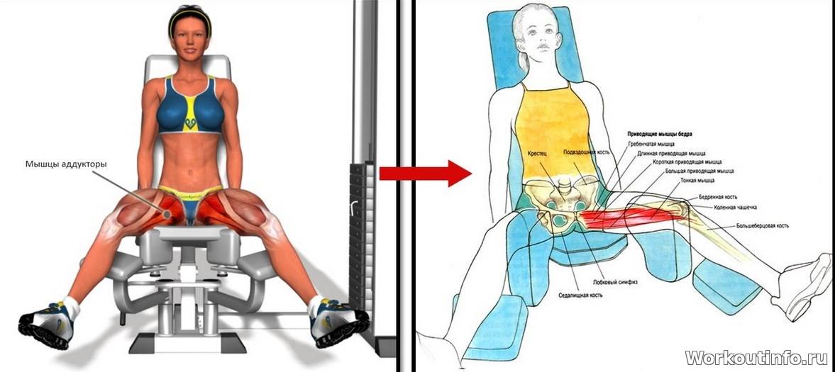 Сгибание ног в тренажере сидя: техника, мышцы, альтернатива