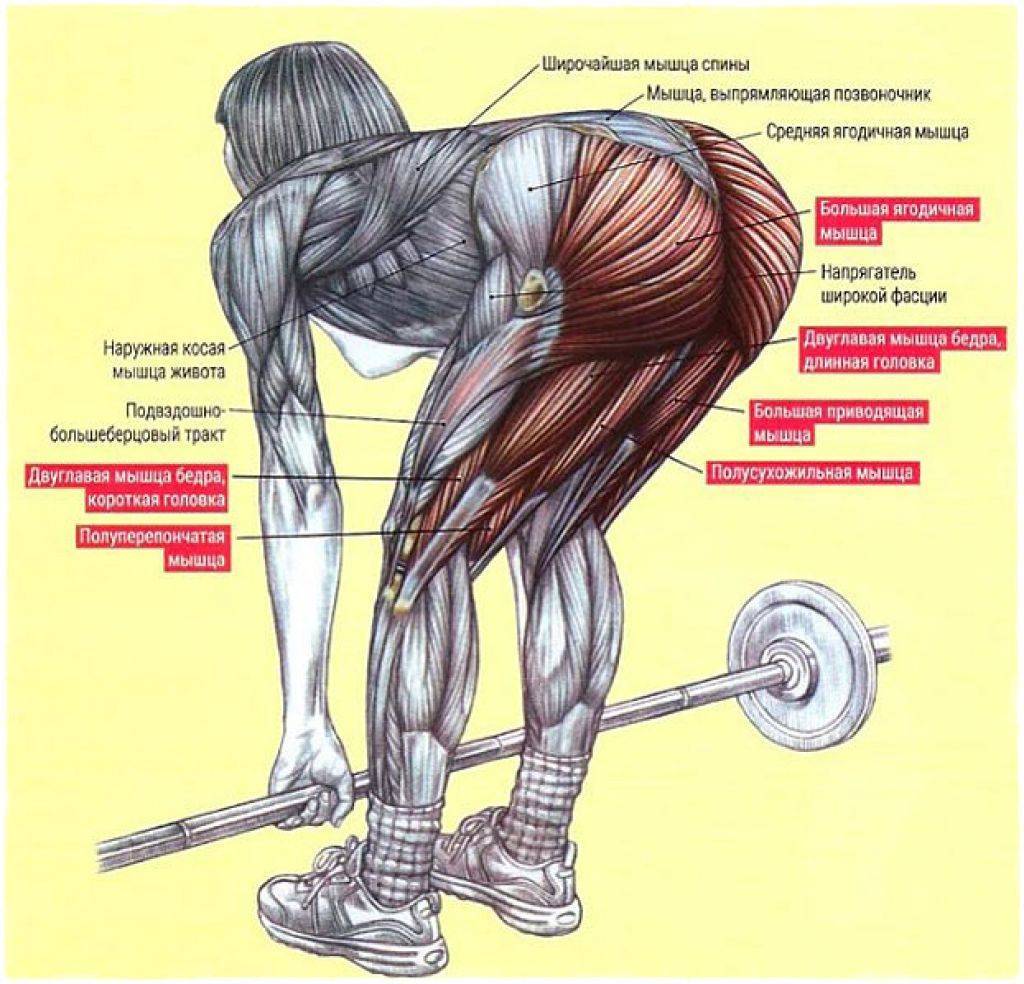 Становая тяга со штангой: техника выполнения и какие мышцы работают