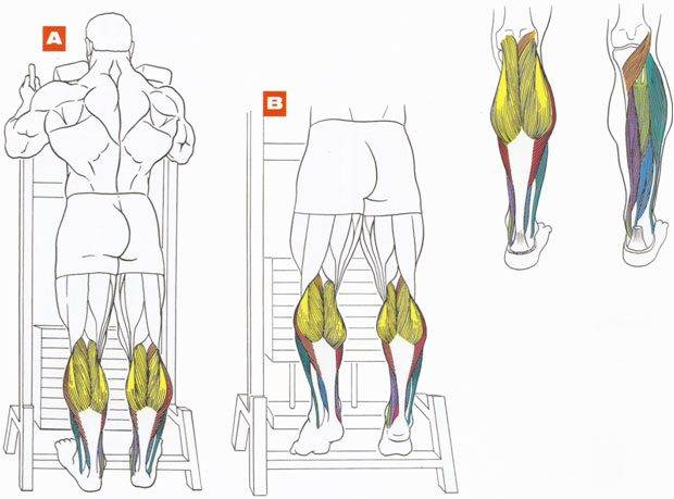 Подъемы на носки для мышц голени – выполнение стоя и сидя