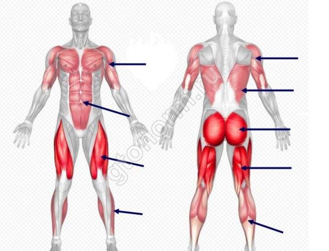 Какие мышцы работают при беге: список | бомба тело