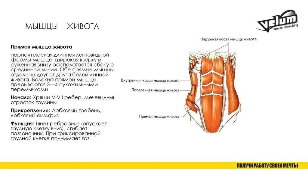 Мышцы живота (прямые и косые) анатомия и строение брюшного пресса | alkopolitika.ru