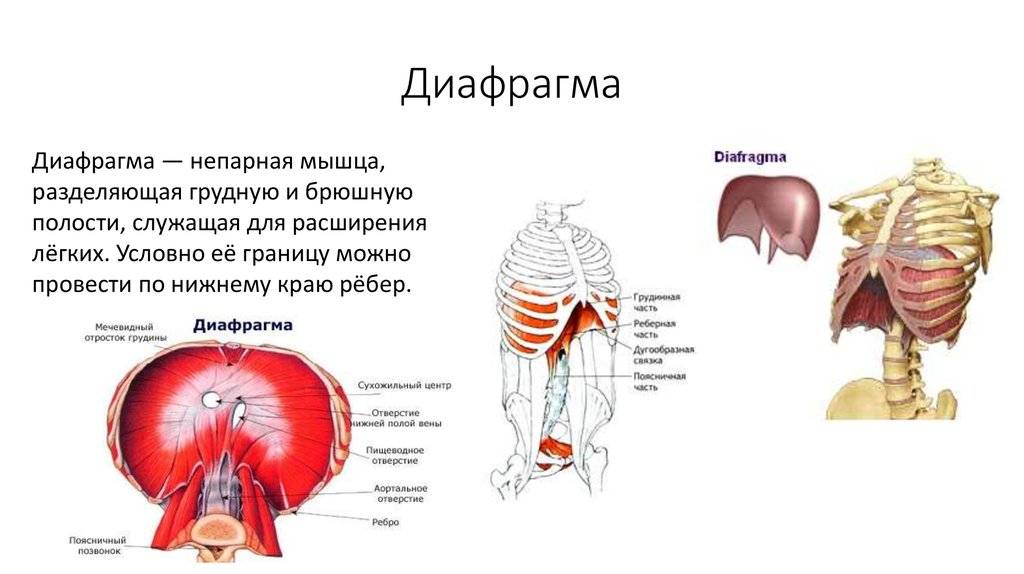 Релаксация диафрагмы — surgery-first.ru