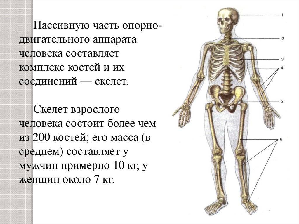 Сколько весит скелет человека