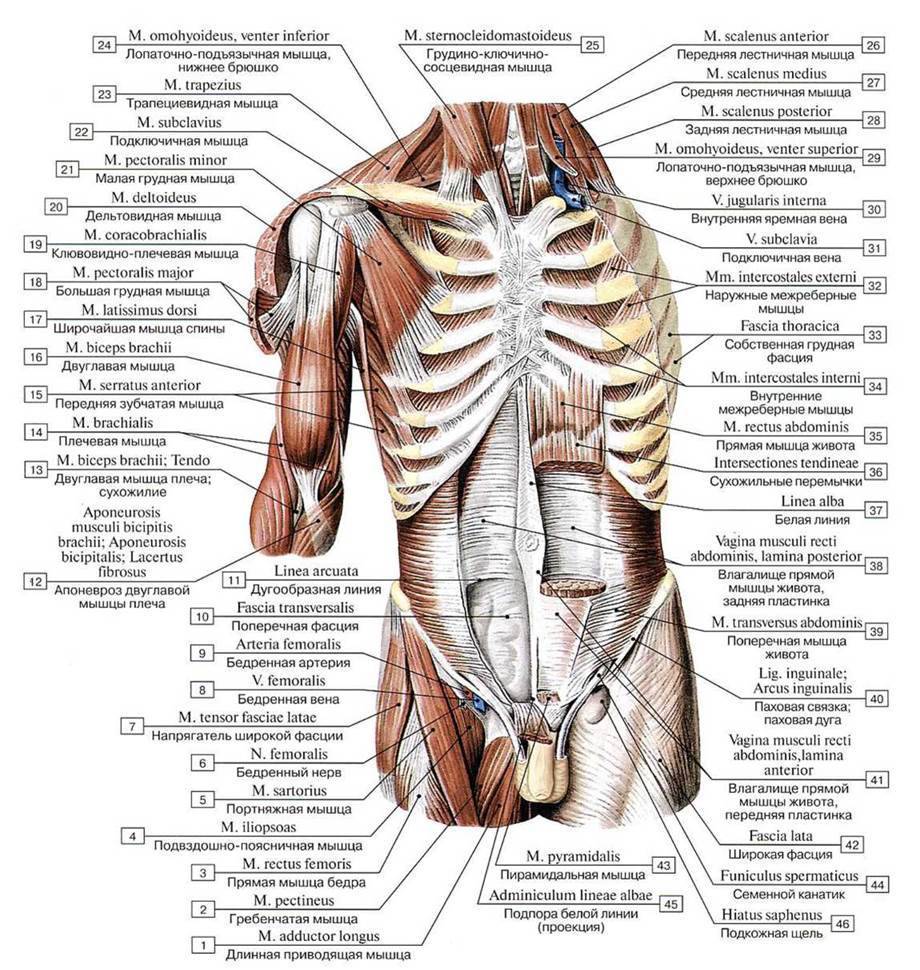 Мышцы пресса живота и таза (низа) человека: анатомия строения, функции верхних, нижних и глубоких отделов