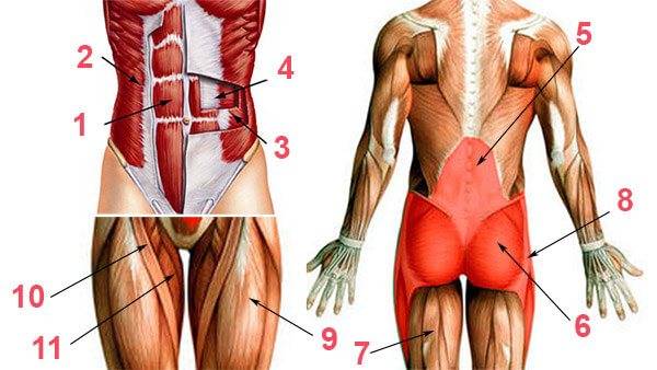 Мышцы кора: анатомия, тесты и упражнения в домашних условиях