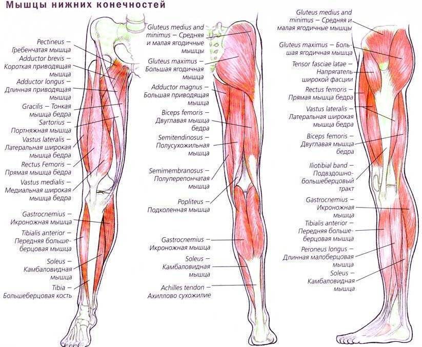 Слабость в ногах — чем может быть вызван этот симптом?