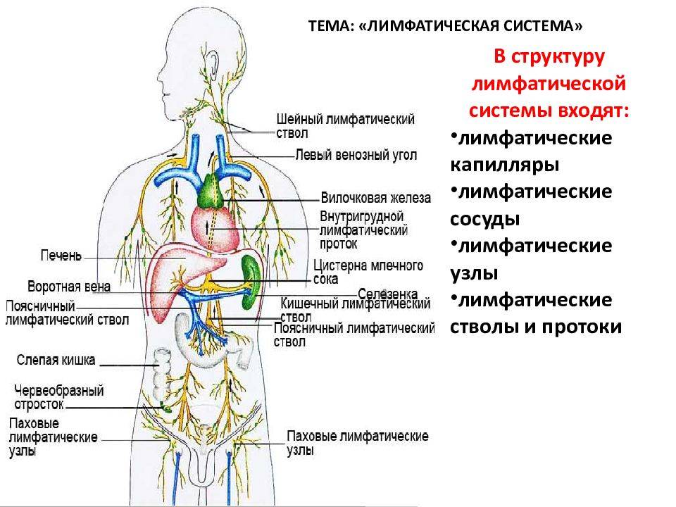 Лимфа человека | анатомия лимфы, строение, функции, картинки на eurolab