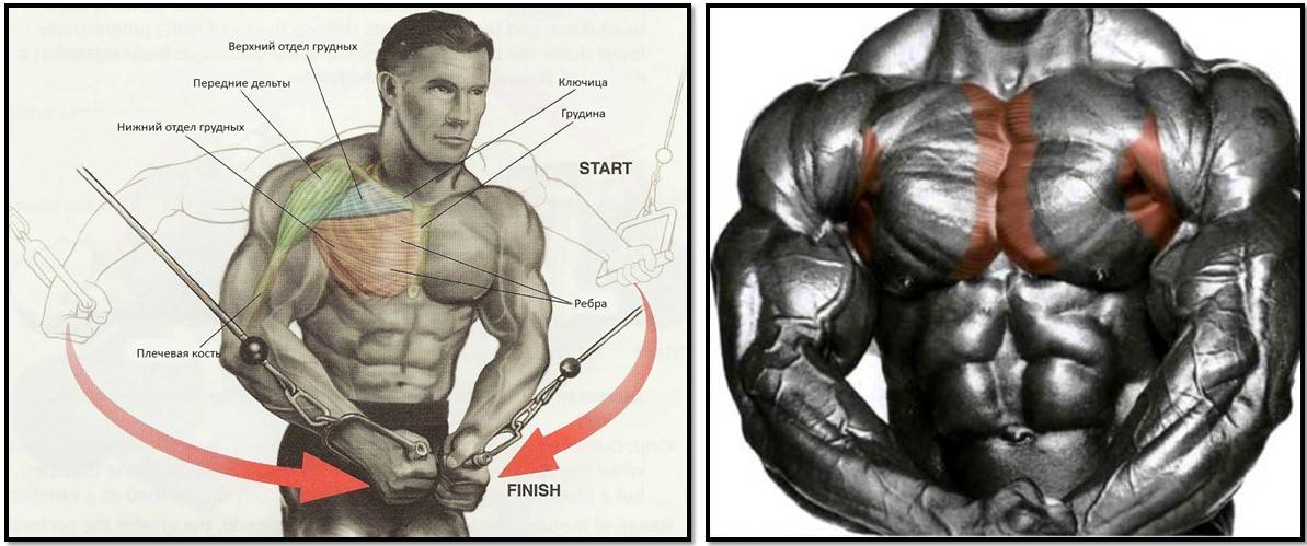Как накачать верхнюю часть грудных мышц: основные упражнения для тренировок