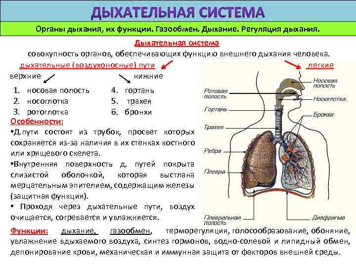 Дыхательная система человека | дистанционные уроки