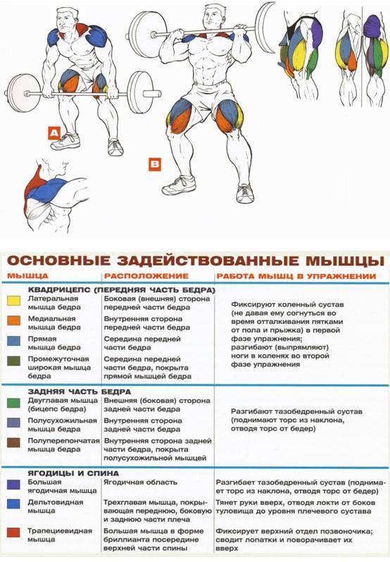 Тренировки дома со штангой: базовые основы - tony.ru
