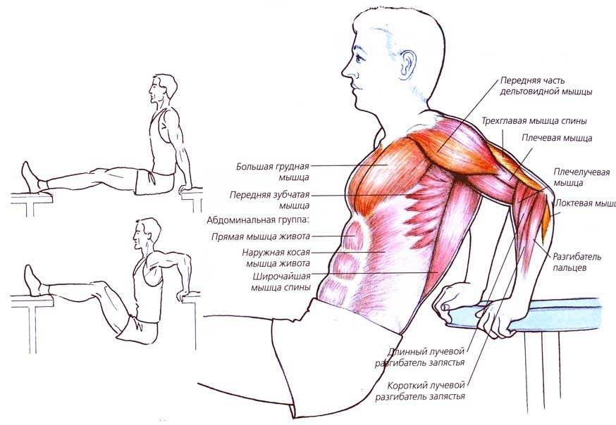 Как правильно отжиматься от пола мужчинам: техника выполнения отжиманий с нуля, чтобы накачать грудные мышцы и трицепсы