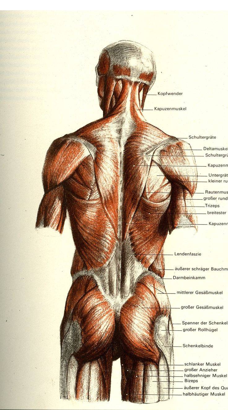 Анатомия мышц спины: строение и тренировки [обзор]