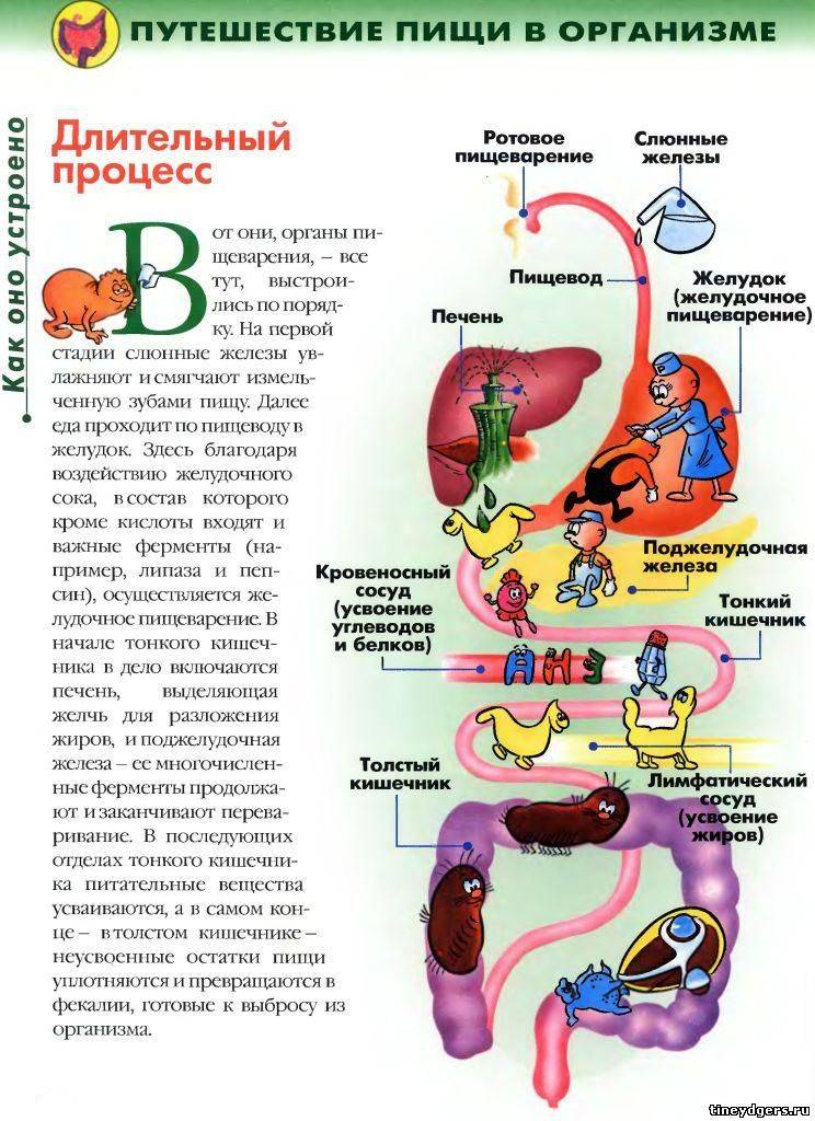 Пищеварительная система - строение, органы и процесс пищеварения (биология, 8 класс) — природа мира