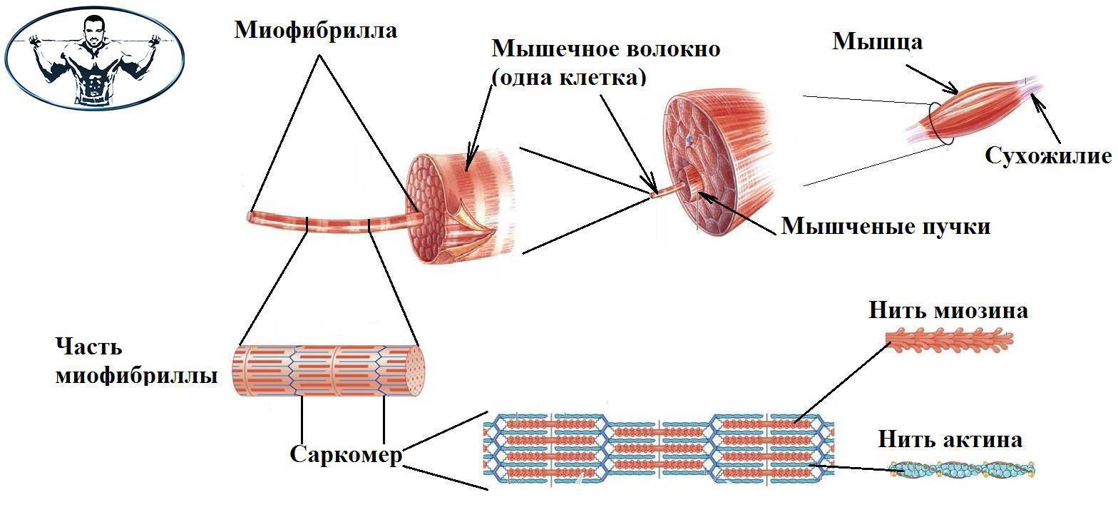 Адаптация различных типов мышечных волокон к нагрузкам
адаптация различных типов мышечных волокон к нагрузкам