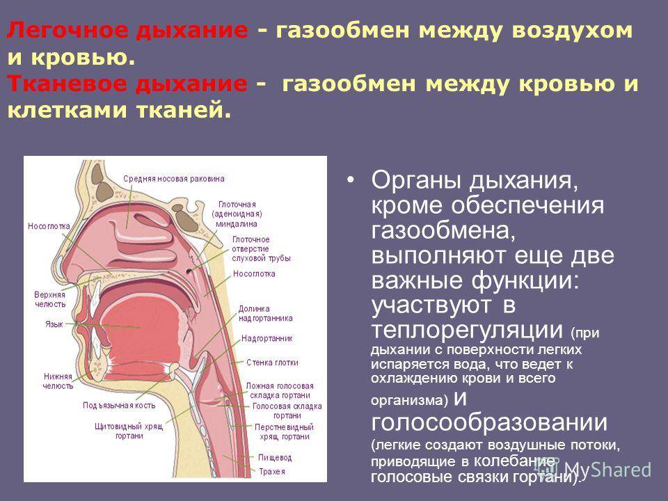 Дыхательная система человека | дистанционные уроки