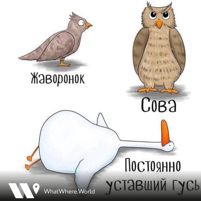 Жаворонок или сова