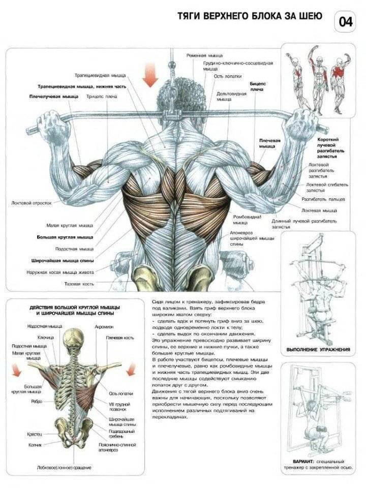 Учебное пособие "биомеханика мышц"
учебное пособие "биомеханика мышц"