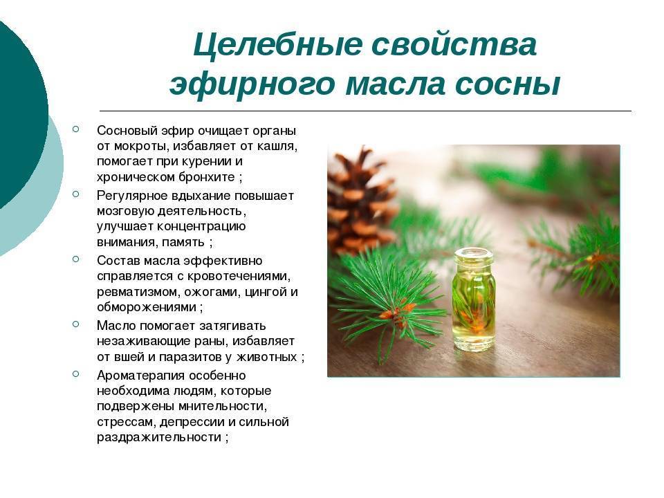 Пихтовое масло - полезные свойства и применение эфирного масла пихты
