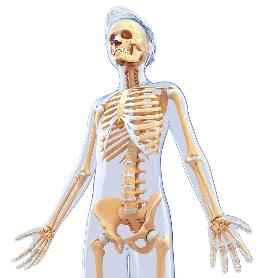 Скелет человека. строение | анатомия | биология